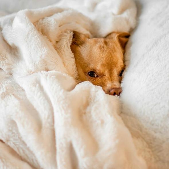 犬を花火に連れて行く危険性