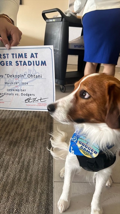 大谷翔平の試合を観戦する愛犬のデコピン