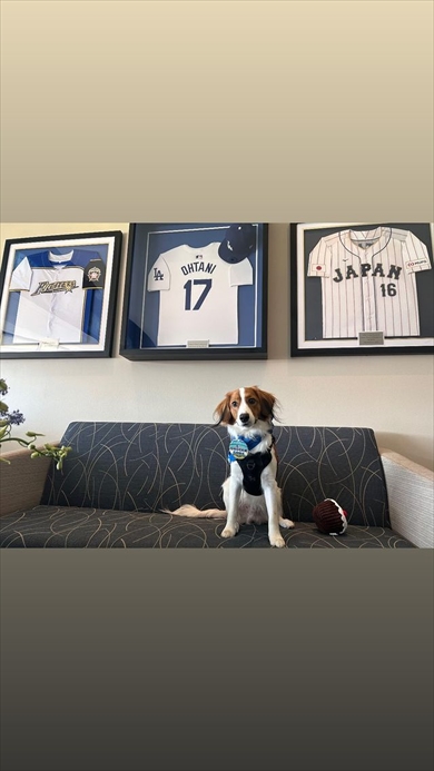 大谷翔平の試合を観戦する愛犬のデコピン
