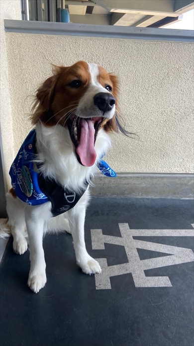 大谷翔平の試合を観戦する愛犬のデコピン