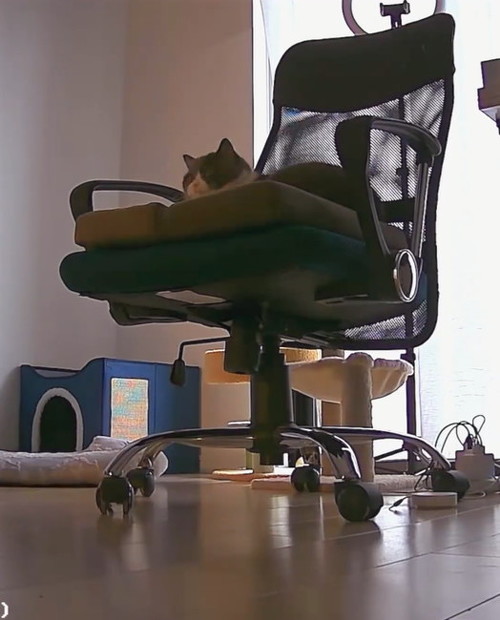 やはり動かないまる