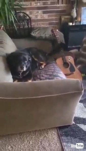 しっぽでギターを弾くワンコ