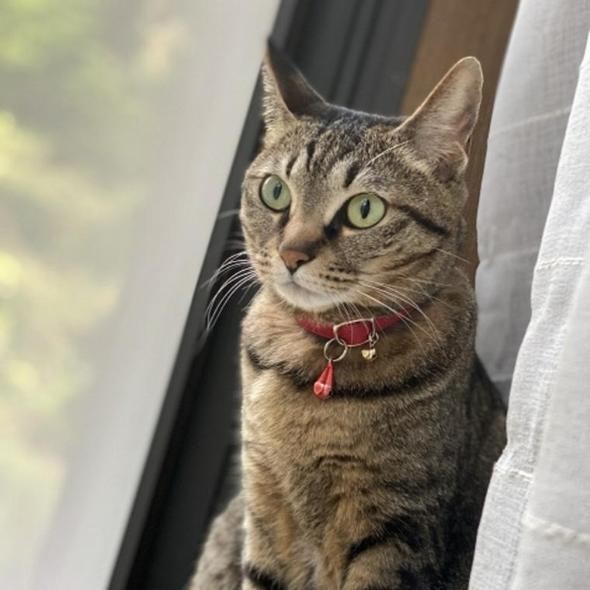 キジトラ（キジ猫）