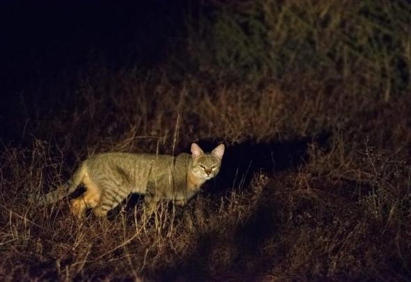 キジトラ（キジ猫）