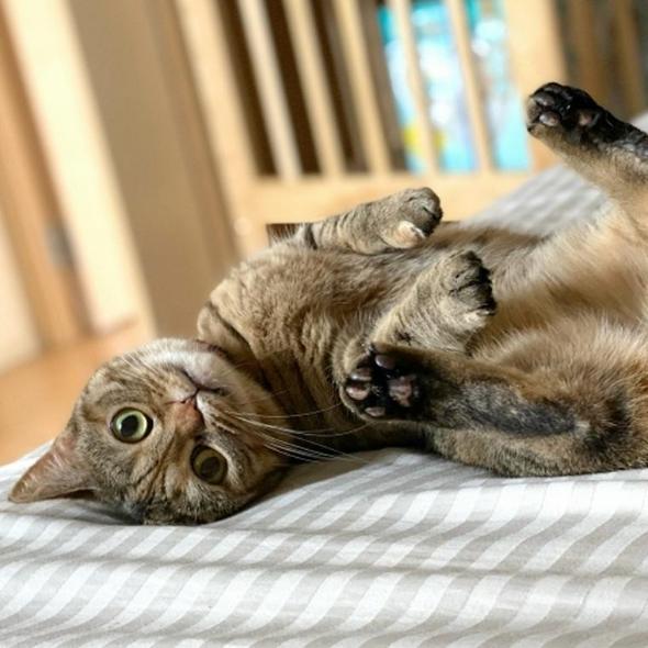 キジトラ（キジ猫）