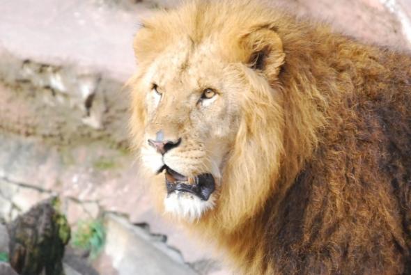 キジトラ（キジ猫）