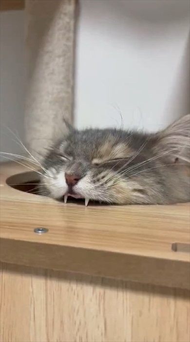 猫ちゃんのムキ顔がかわいすぎる