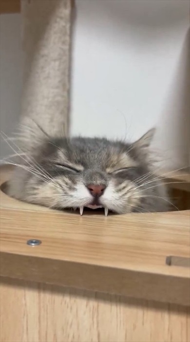 猫ちゃんのムキ顔がかわいすぎる