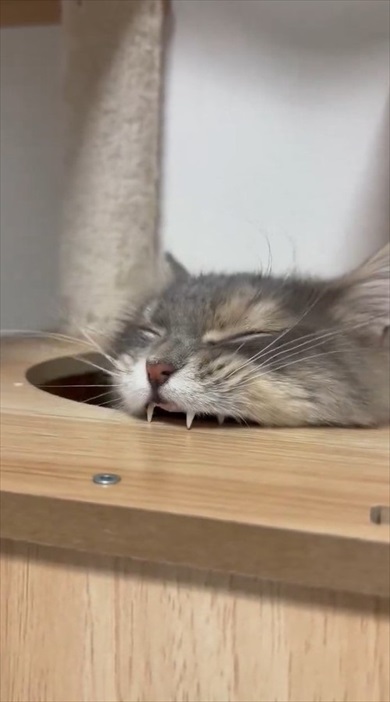 猫ちゃんのムキ顔がかわいすぎる