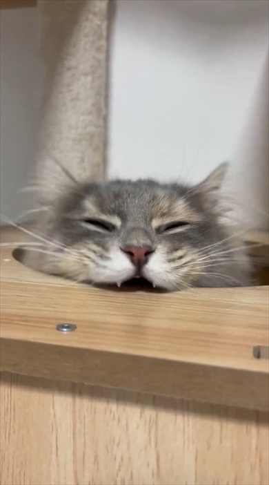 猫ちゃんのムキ顔がかわいすぎる