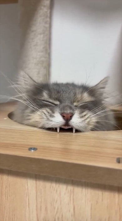 猫ちゃんのムキ顔がかわいすぎる