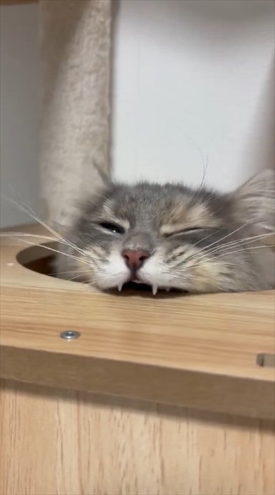 猫ちゃんのムキ顔がかわいすぎる