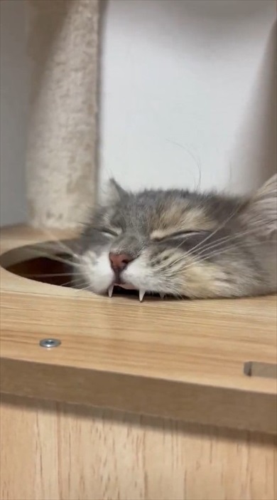 猫ちゃんのムキ顔がかわいすぎる