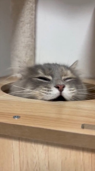 猫ちゃんのムキ顔がかわいすぎる