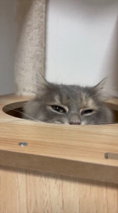 猫ちゃんのムキ顔がかわいすぎる