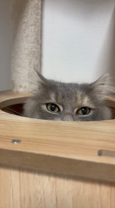 猫ちゃんのムキ顔がかわいすぎる