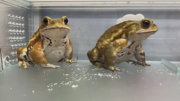 並んでいる2匹のミヤコヒキガエル