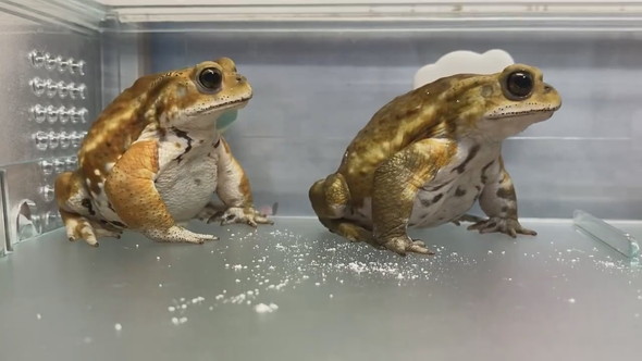 並んでいる2匹のミヤコヒキガエル