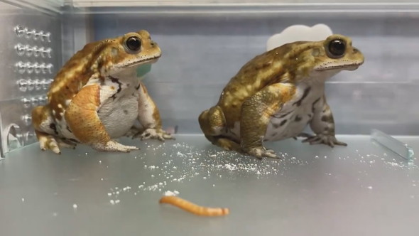 並んでいる2匹のミヤコヒキガエル