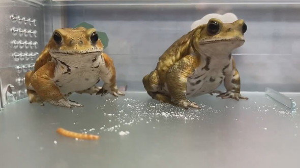 並んでいる2匹のミヤコヒキガエル