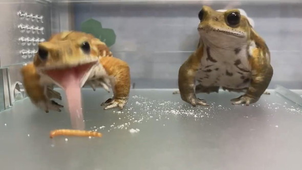 並んでいる2匹のミヤコヒキガエル