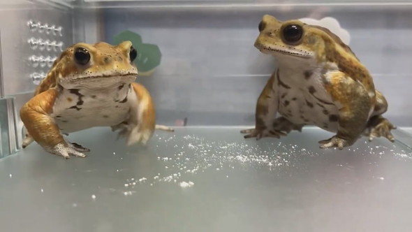 並んでいる2匹のミヤコヒキガエル