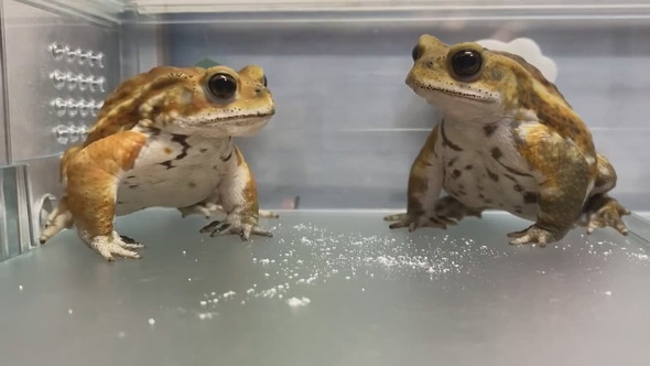 並んでいる2匹のミヤコヒキガエル