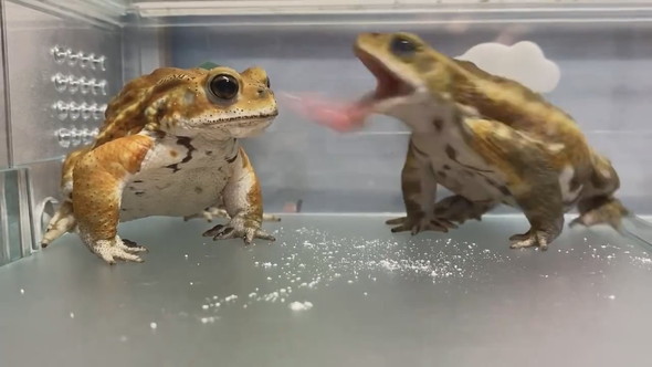 並んでいる2匹のミヤコヒキガエル