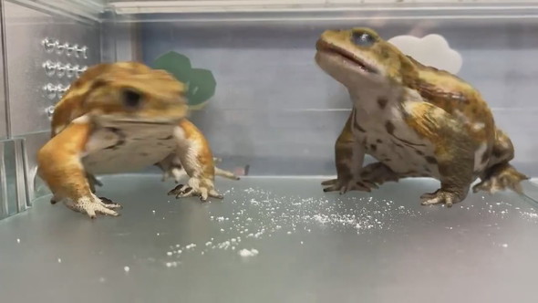 並んでいる2匹のミヤコヒキガエル