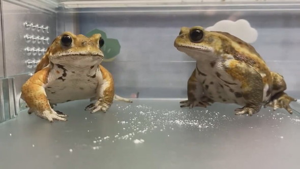 並んでいる2匹のミヤコヒキガエル