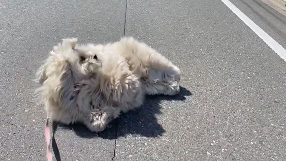 散歩拒否中に声をかけられたワンコ