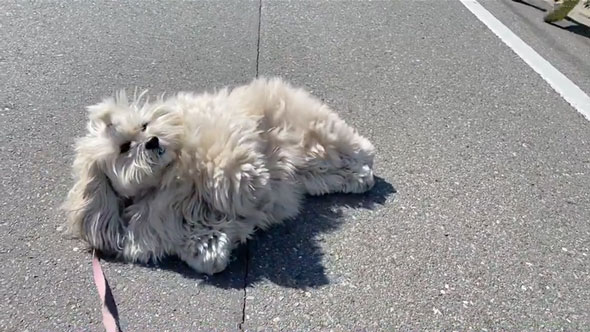 散歩拒否中に声をかけられたワンコ