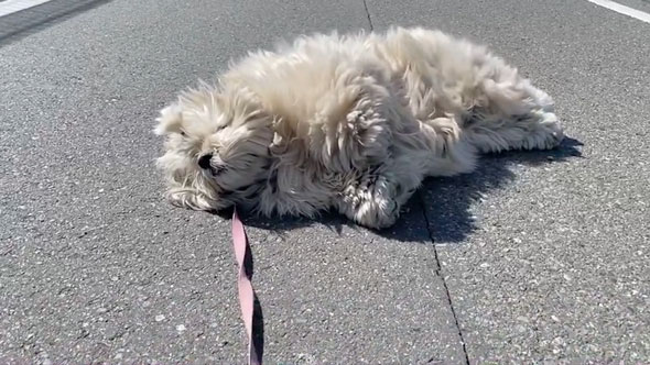 散歩拒否中に声をかけられたワンコ