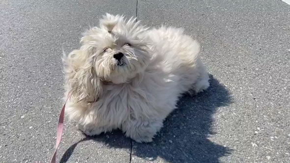 散歩拒否中に声をかけられたワンコ