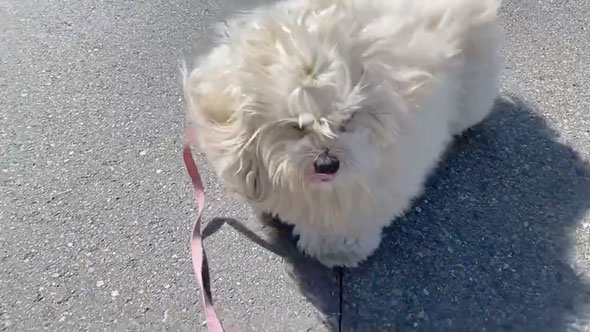 散歩拒否中に声をかけられたワンコ