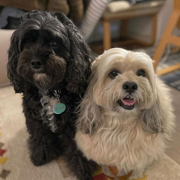 仲良しな2匹のワンコ