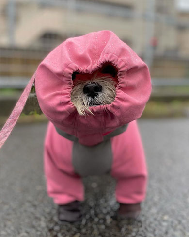 カッパを着るワンコ