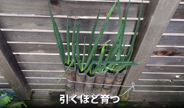 ネギを家庭栽培