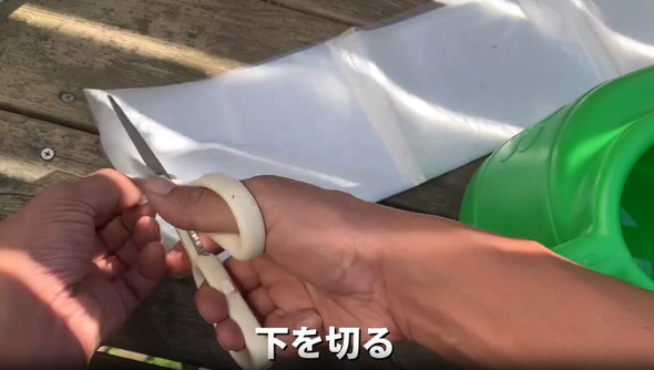 ネギを家庭栽培