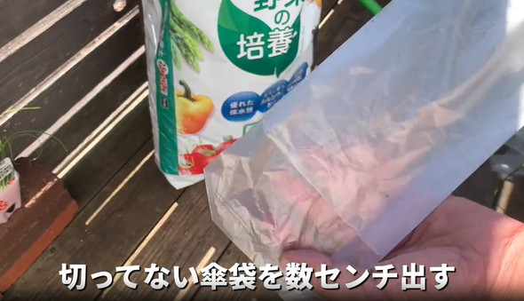 ネギを家庭栽培