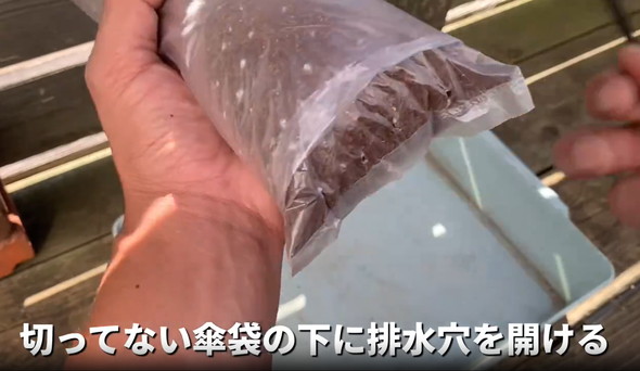 ネギを家庭栽培