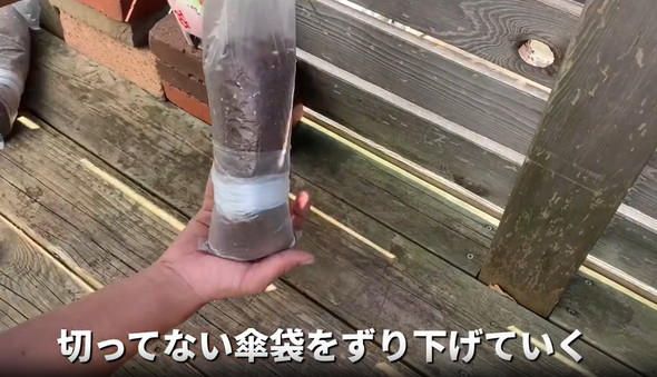 ネギを家庭栽培