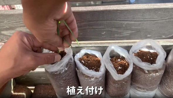 ネギを家庭栽培