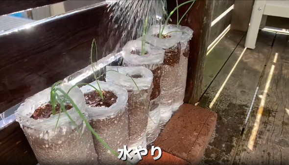 ネギを家庭栽培