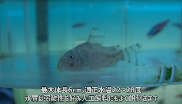 成長したゼブリーナ