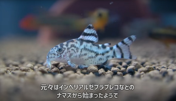 成長したゼブリーナ