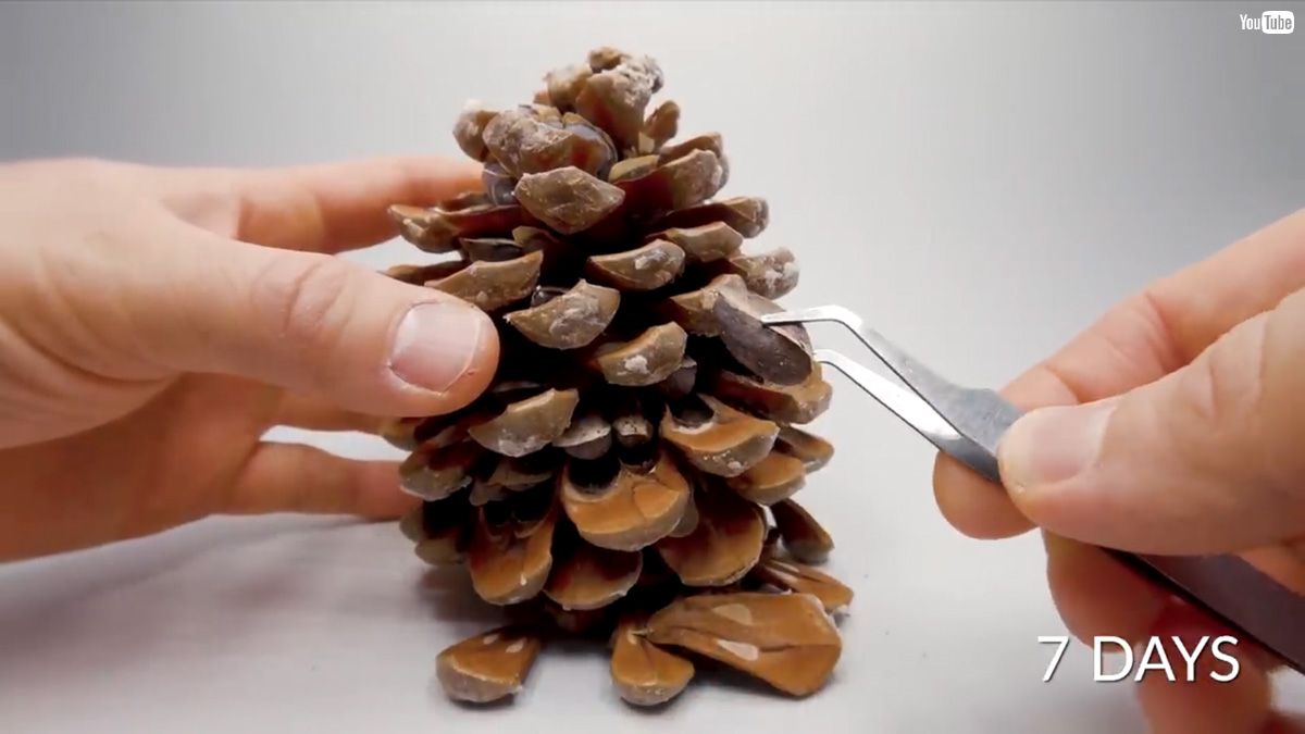 松ぼっくりの想い Do the picked pine cones sprout ?? - YouTube