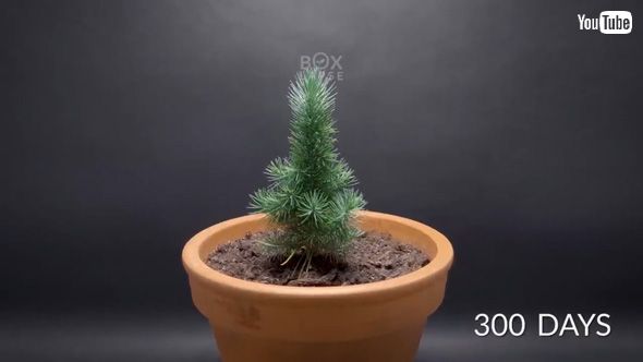 松ぼっくり 300日 成長 タイムラプス