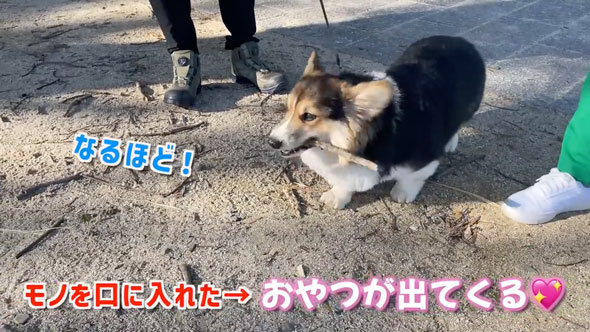 愛犬の拾い食いを秒でやめさせる方法
