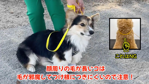 愛犬の拾い食いを秒でやめさせる方法